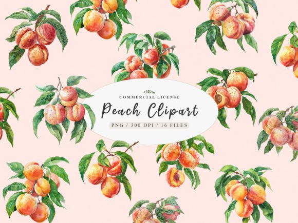 Watercolor Peach Clipart and Peach Fruit Art for Design